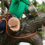 Hickory Town Tree Service - photo 1