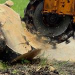 Hickory Town Tree Service - photo 2