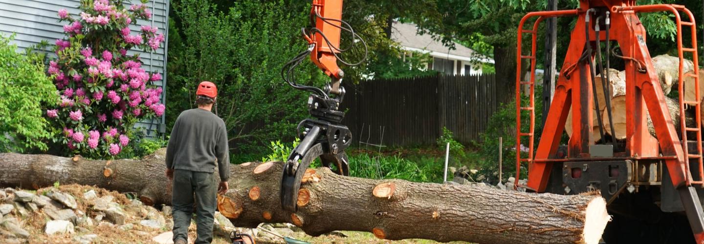 Hickory Town Tree Service cover photo
