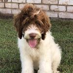 Misty Creek Rose Australian Cobberdogs - photo 1