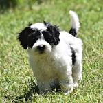 Misty Creek Rose Australian Cobberdogs - photo 2