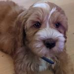 Misty Creek Rose Australian Cobberdogs - photo 3