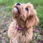 Misty Creek Rose Australian Cobberdogs - photo 4
