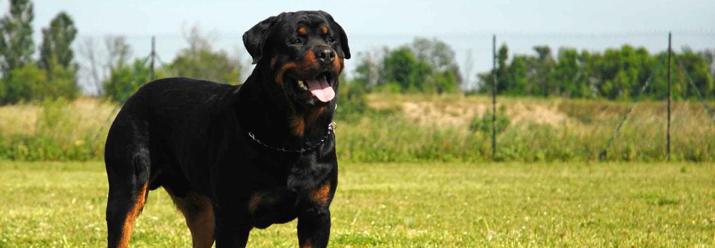 Champion Rottweilers cover photo
