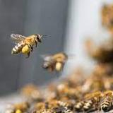 Morris Bee Removal Canberra