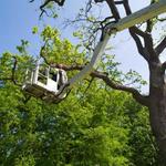 Tree Service Burlington NC - photo 1