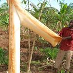 AFRI-ROOT COLLECTIVE - photo 9