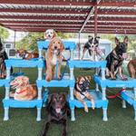 Sit Means Sit Cibolo Dog Training - photo 2