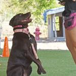 Sit Means Sit Cibolo Dog Training - photo 4
