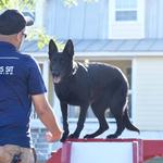 Sit Means Sit Cibolo Dog Training - photo 5