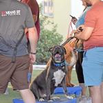 Sit Means Sit Cibolo Dog Training - photo 6