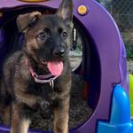 Sit Means Sit Cibolo Dog Training - photo 7