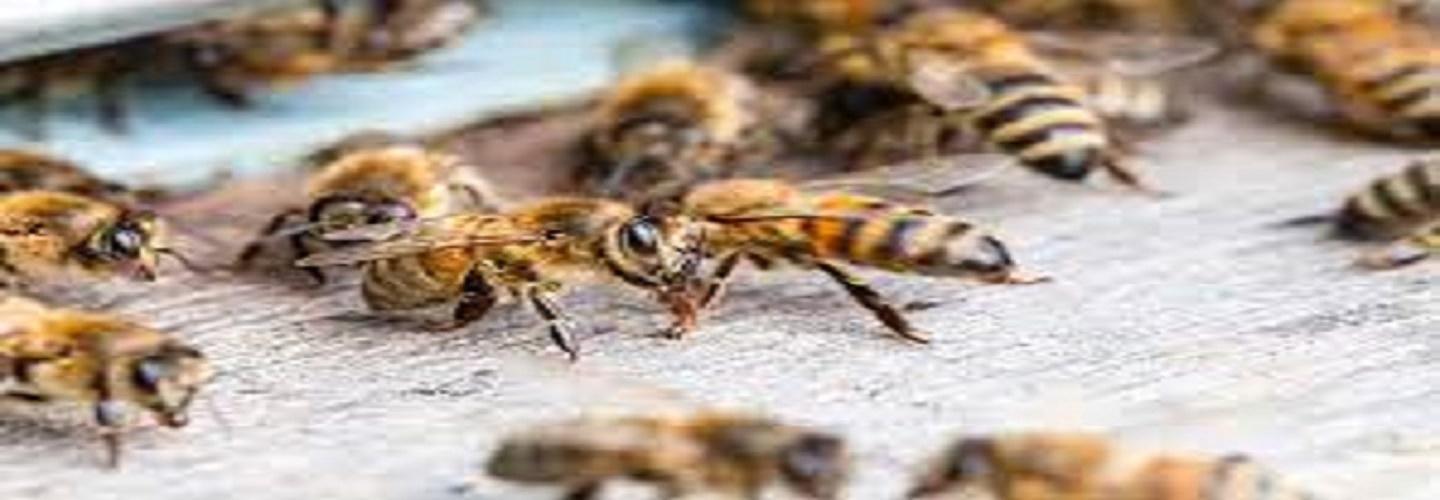 Morris Bee Removal Perth cover photo
