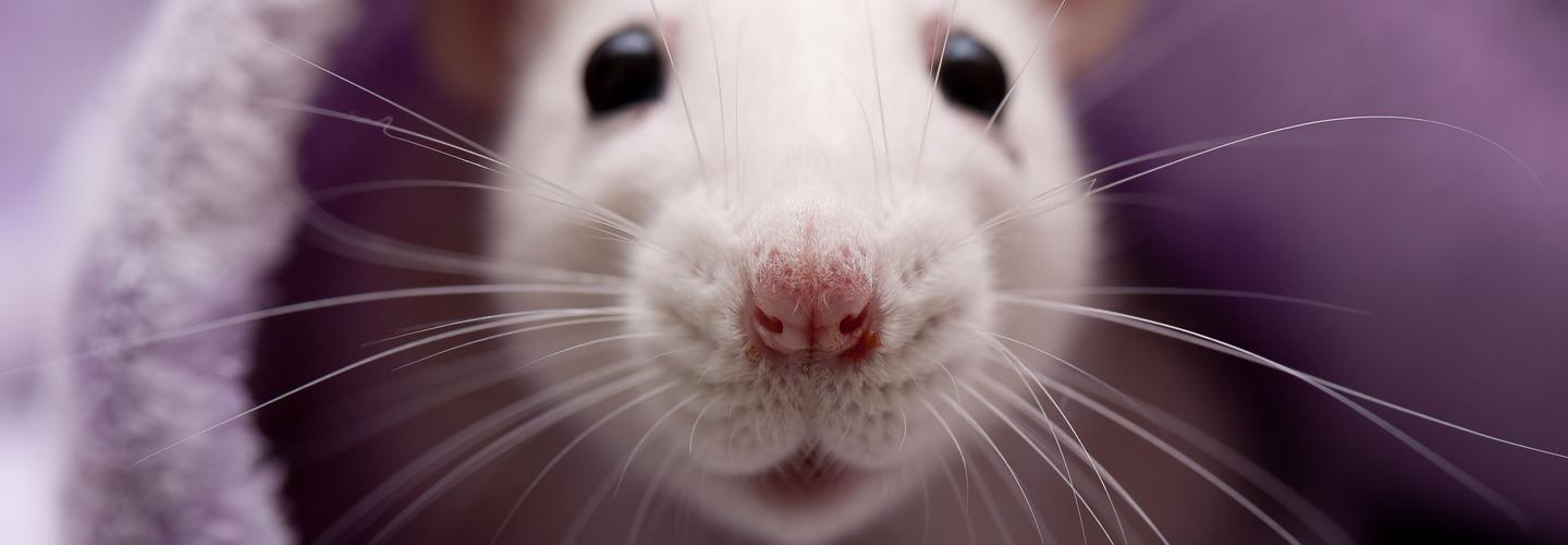 Frontline Rodent Control Hobart cover photo