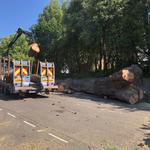 Arbor Vitae Tree Care - photo 1