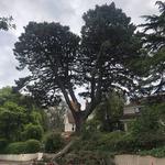 Arbor Vitae Tree Care - photo 2