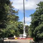 Arbor Vitae Tree Care - photo 3