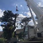 Arbor Vitae Tree Care - photo 4