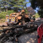 Arbor Vitae Tree Care - photo 5