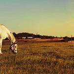 Timber Valley Ranch - photo 4