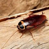Morris Cockroach Control Canberra