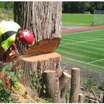 Hjo Trädfällning - photo 2