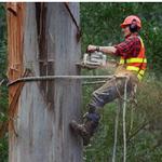 Hjo Trädfällning - photo 1