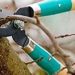 Hjo Trädfällning - photo 3