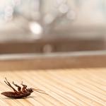 Z-Pro Pest Control - photo 2