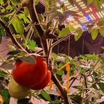 Hydrocentre Hydroponics - photo 1