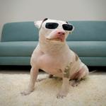 Dave's Central Carpet Care LLC - photo 2