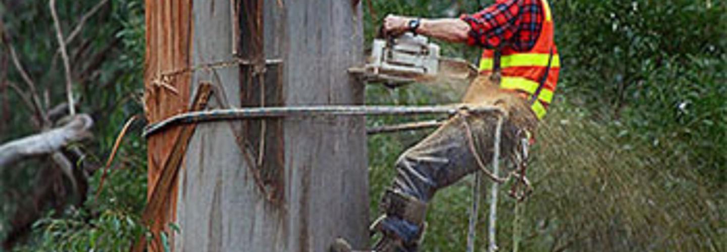 Linköping Trädfällning cover photo