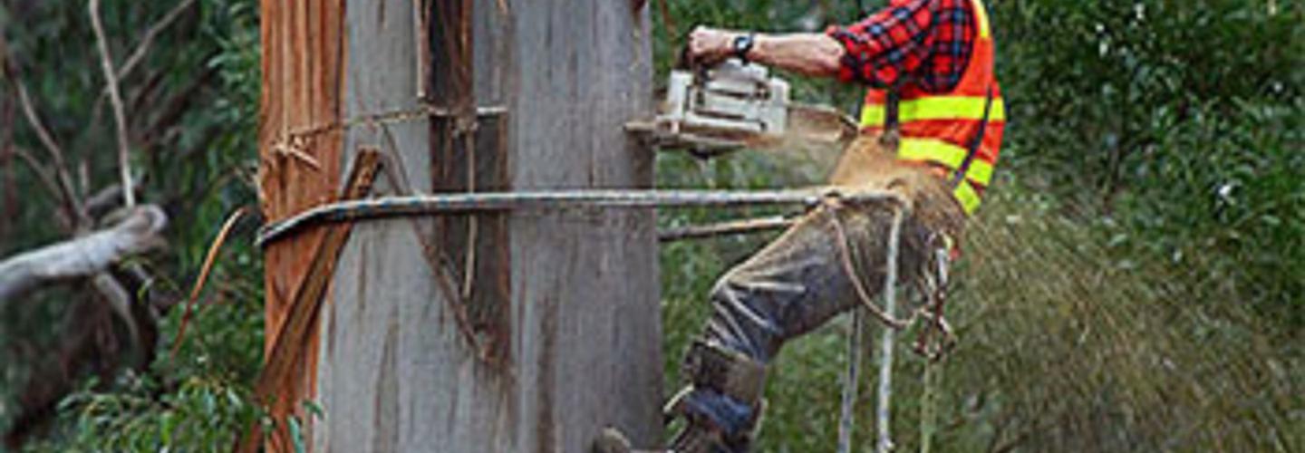 Jönköping Trädfällning cover photo