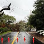 Mayan Climber Tree Service Inc. - photo 3