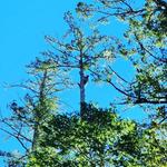 Mayan Climber Tree Service Inc. - photo 5