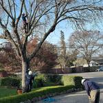 Mayan Climber Tree Service Inc. - photo 7