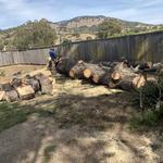 Mayan Climber Tree Service Inc. - photo 8