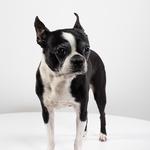 Felix&Fido - Issaquah Veterinary Clinic - photo 1