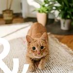 Felix&Fido - Issaquah Veterinary Clinic - photo 2