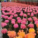 Trifilo Garden Center - photo 2