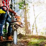 BioScapes Tree Care Inc - photo 2