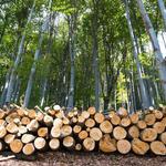 BioScapes Tree Care Inc - photo 4