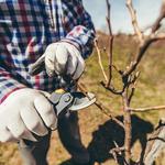 BioScapes Tree Care Inc - photo 3