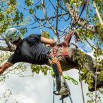 Forest Edge Tree Service - photo 3