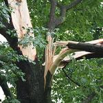 Southern Roots Tree Care - photo 1