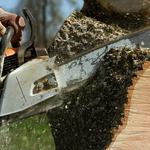 Southern Roots Tree Care - photo 2