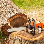 Southern Roots Tree Care - photo 4