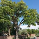 Dupree's Trees - photo 2