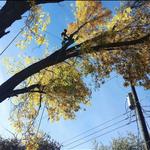 Dupree's Trees - photo 4