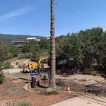 Dupree's Trees - photo 6